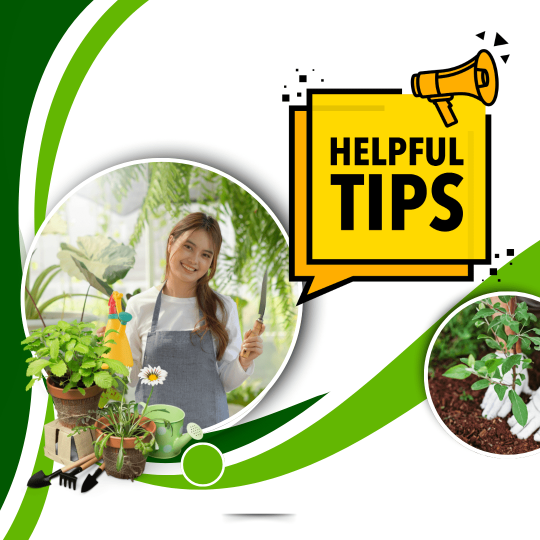 Gardening Tips for Rapid Growth Transform Your Garden